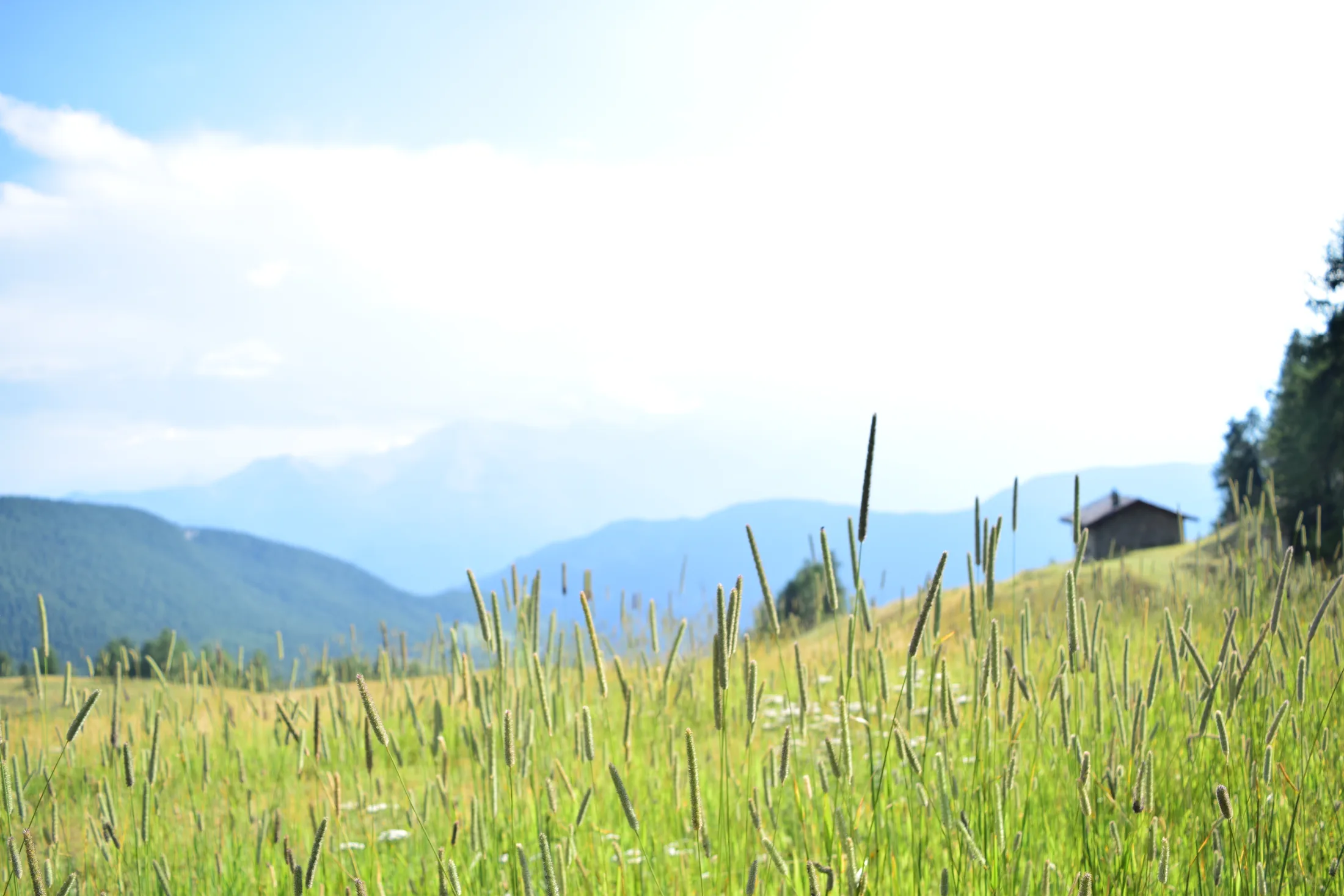 Prato di montagna con spighe al vento, baita e vette sullo sfondo